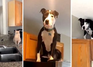 Cachorro faz sucesso na internet ao imitar o gato da família: ele até escala os móveis da casa