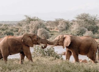 Dinamarca compra elefantes restantes de circos para libertá-los e cuidar deles de verdade