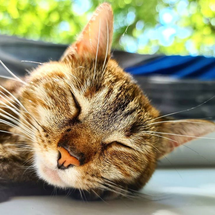 asomadetodosafetos.com - Ele encontrou uma gatinha abandonada na estrada e agora eles são parceiros de viagem