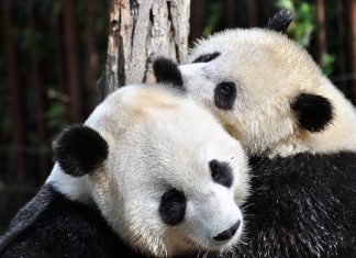 Filhote de panda gigante nasce na Coreia do Sul e traz alívio para espécie ameaçada