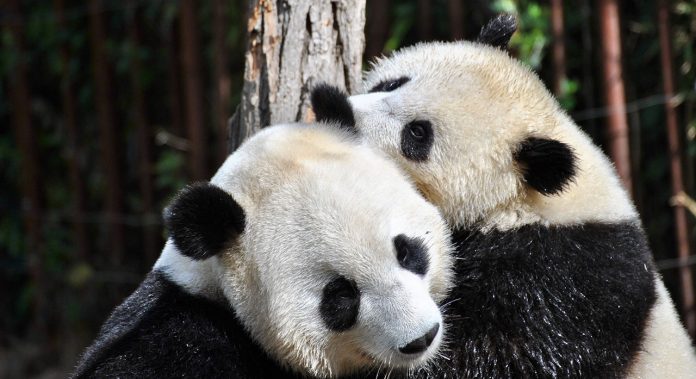 Filhote de panda gigante nasce na Coreia do Sul e traz alívio para espécie ameaçada