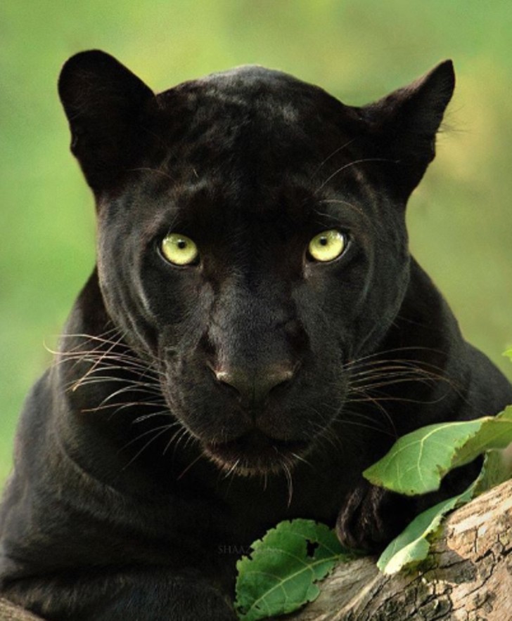 asomadetodosafetos.com - Fotógrafo faz espetaculares imagens de Pantera Negra em floresta indiana