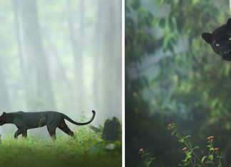 Fotógrafo faz espetaculares imagens de Pantera Negra em floresta indiana