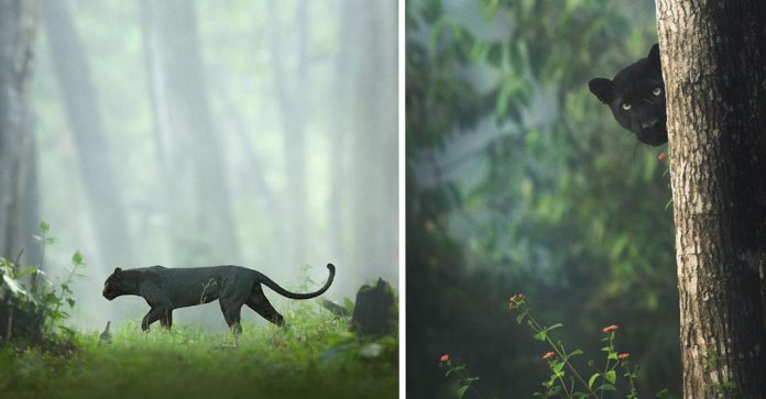 Fotógrafo faz espetaculares imagens de Pantera Negra em floresta indiana