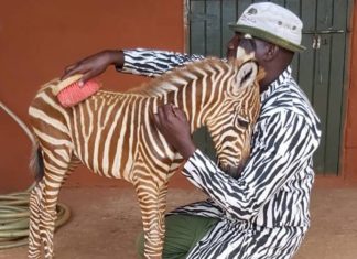 Homem usa roupa listrada para filhote órfão de zebra reconhecê-lo como mãe