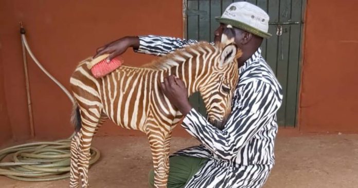 Homem usa roupa listrada para filhote órfão de zebra reconhecê-lo como mãe
