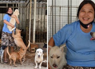 Mulher resgatou mais de 1.000 cães abandonados e maltratados durante a pandemia