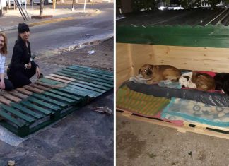Mulheres constroem casa para proteger cães abandonados no frio da Argentina