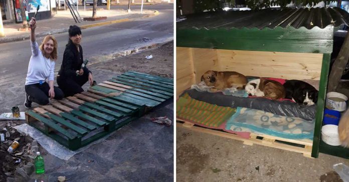 Mulheres constroem casa para proteger cães abandonados no frio da Argentina