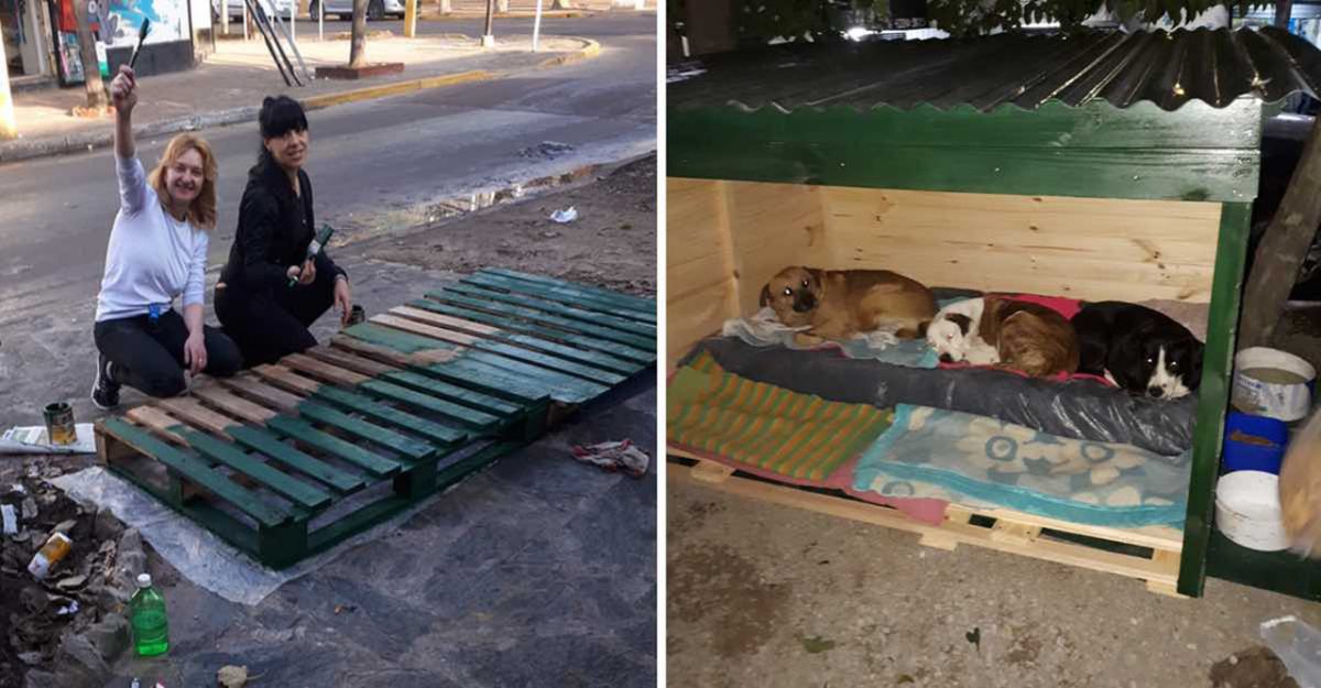 asomadetodosafetos.com - Mulheres constroem casa para proteger cães abandonados no frio da Argentina
