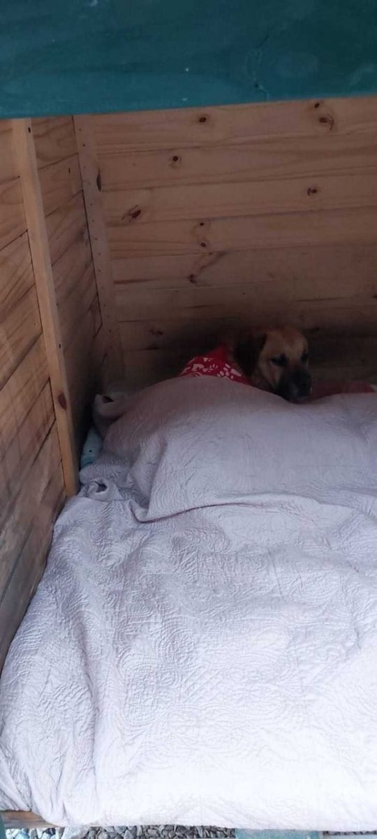 asomadetodosafetos.com - Mulheres constroem casa para proteger cães abandonados no frio da Argentina