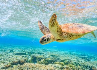 Na Austrália, drone registra imagens de 64 mil tartarugas nadando juntas: impressionante