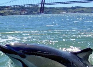 Sem barcos circulando, golfinhos reaparecem em Portugal: veja o vídeo