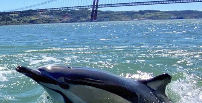 Sem barcos circulando, golfinhos reaparecem em Portugal: veja o vídeo