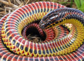 Serpente que parece um arco-íris é vista na vida selvagem após meio século