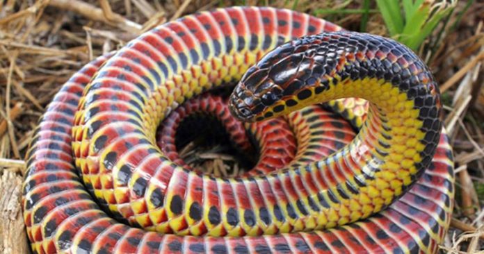 Serpente que parece um arco-íris é vista na vida selvagem após meio século