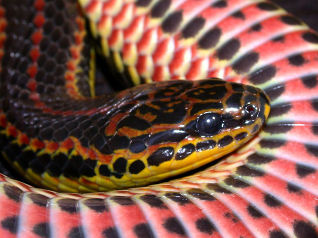 asomadetodosafetos.com - Serpente que parece um arco-íris é vista na vida selvagem após meio século