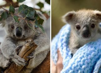 9 bebês coalas nasceram em parque na Austrália. Esperança para uma espécie que quase foi extinta