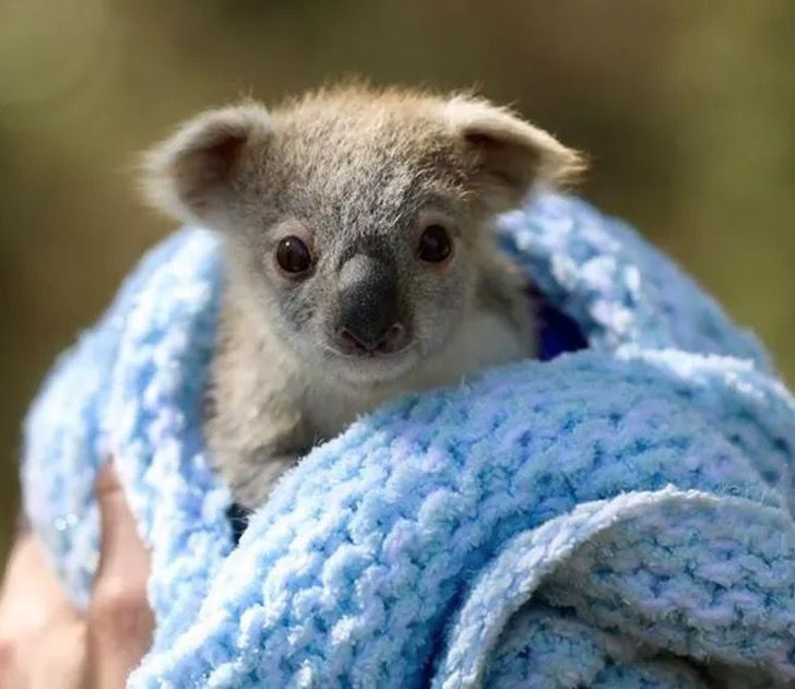 asomadetodosafetos.com - 9 bebês coalas nasceram em parque na Austrália. Esperança para uma espécie que quase foi extinta