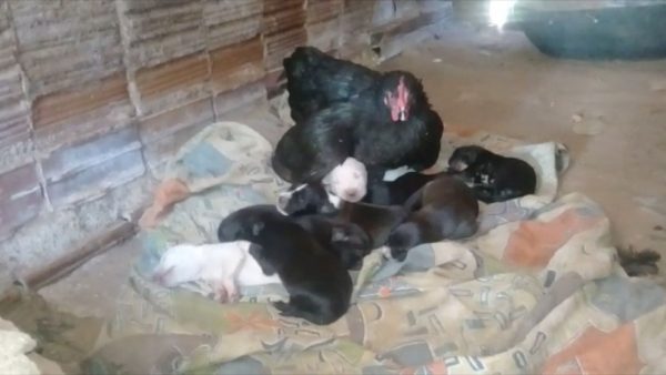 asomadetodosafetos.com - Cachorra que teve 8 filhotinhos em ninho de ovos, tem as crias adotadas por uma galinha