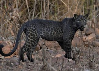 Estudante consegue fotografar espécie rara de leopardo que impressiona pela beleza