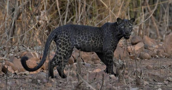 Estudante consegue fotografar espécie rara de leopardo que impressiona pela beleza