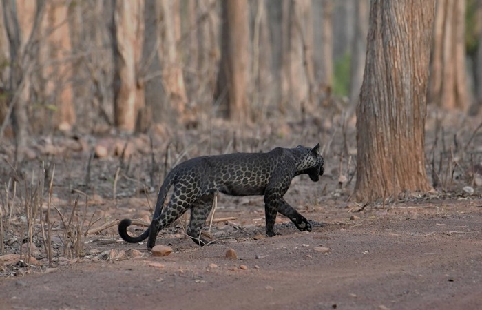 asomadetodosafetos.com - Estudante consegue fotografar espécie rara de leopardo que impressiona pela beleza