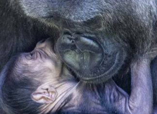 Logo após nascer, bebê-gorila recebe vários carinhos da mãe. Assista na matéria o lindo vídeo