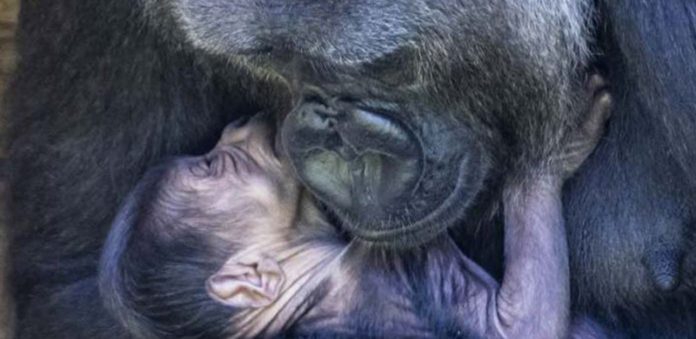 Logo após nascer, bebê-gorila recebe vários carinhos da mãe. Assista na matéria o lindo vídeo