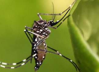 Metódo testado pode reduzir casos de Dengue em até 77%, mostra estudo