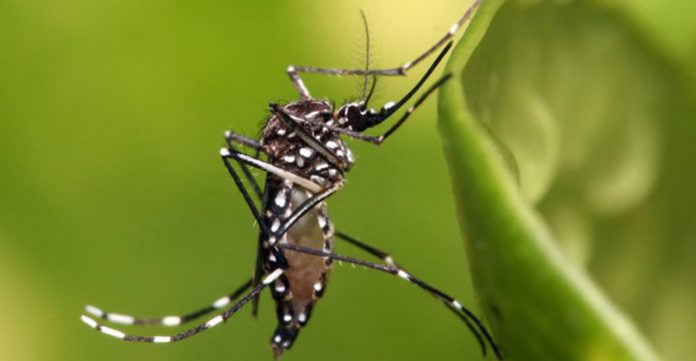 Metódo testado pode reduzir casos de Dengue em até 77%, mostra estudo