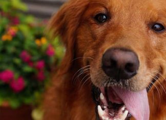 Abandonados e idosos, cães ganham um santuário de amor no fim da suas vidas