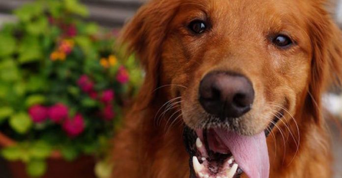 Abandonados e idosos, cães ganham um santuário de amor no fim da suas vidas