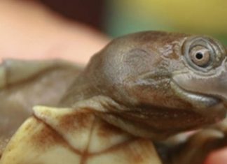 Cientistas anunciam que tartaruga sorriso não sofre mais de risco de extinção