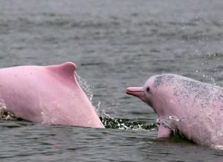 Depois da pandemia ser controlada em Hong Kong, golfinhos cor-de-rosa voltam a nadar
