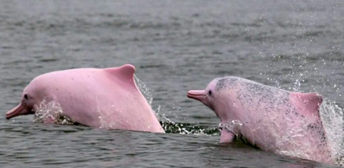 Depois da pandemia ser controlada em Hong Kong, golfinhos cor-de-rosa voltam a nadar
