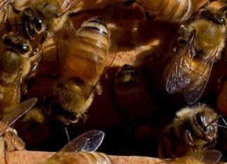Estudo mostra que veneno das abelhas tem potencial pra combater câncer de mama agressivo