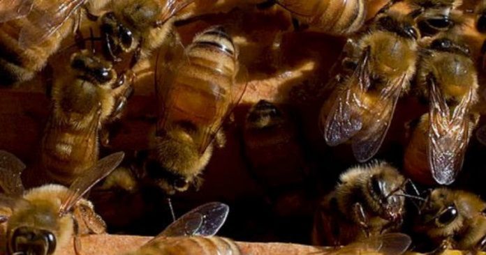 Estudo mostra que veneno das abelhas tem potencial pra combater câncer de mama agressivo