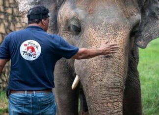 Finalmente livre: elefante mais solitário do mundo vai pra santuário