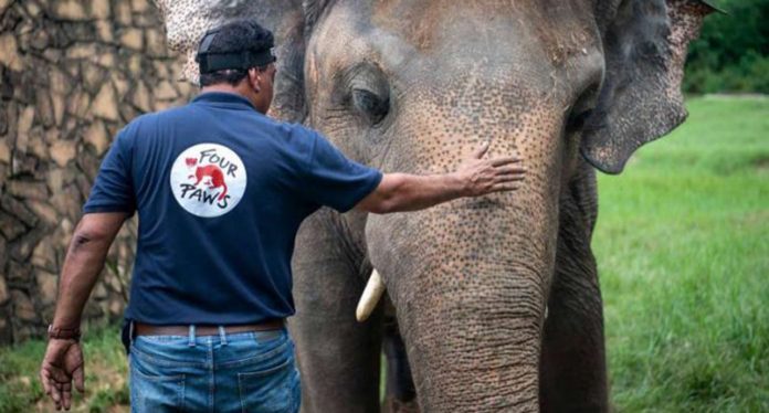 Finalmente livre: elefante mais solitário do mundo vai pra santuário