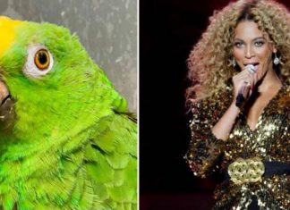 Papagaio faz imitação perfeita da cantora Beyoncé e viraliza no mundo. Assista!