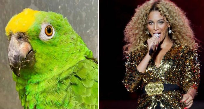 Papagaio faz imitação perfeita da cantora Beyoncé e viraliza no mundo. Assista!