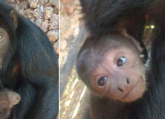 Primata ameaçado de extinção nasce em Zoo de Brasília: muito fofo