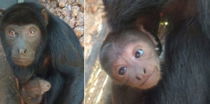 Primata ameaçado de extinção nasce em Zoo de Brasília: muito fofo