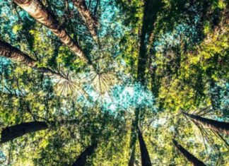 Austrália promete a plantação de 1 bilhão de árvores contra o aquecimento global