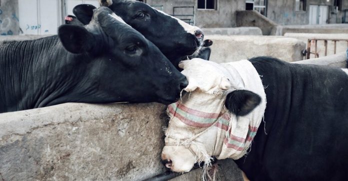 Duas vacas consolam outra que seria levada ao matadouro. Devemos parar de vê-las como objetos