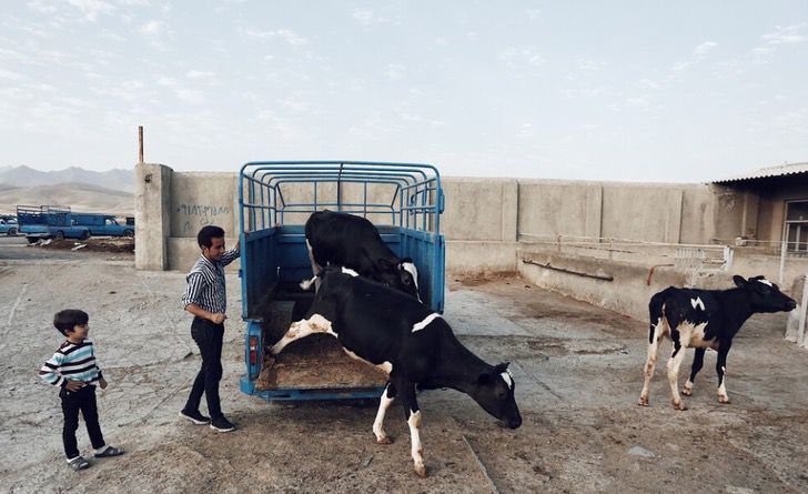 asomadetodosafetos.com - Duas vacas consolam outra que seria levada ao matadouro. Devemos parar de vê-las como objetos