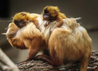 Em SP, nascem filhotes de mico-leão-dourado que estavam em extinção