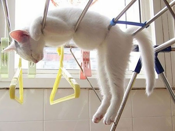 asomadetodosafetos.com - Essas fotos provam que os gatos dormem em qualquer lugar. O sono só precisa ser bom!