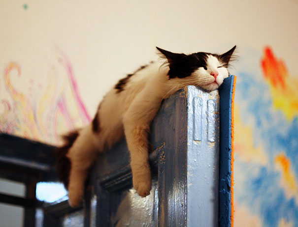 asomadetodosafetos.com - Essas fotos provam que os gatos dormem em qualquer lugar. O sono só precisa ser bom!